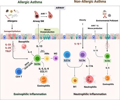 Memory-like innate lymphoid cells in the pathogenesis of asthma